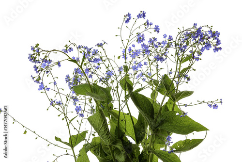 forget me not flowers