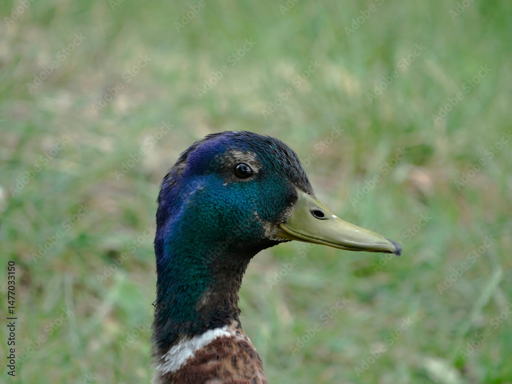 Obraz premium A calm female mallard duck, with a glossy green head and orange bill, is stationary in a soft green-brown outdoor setting
