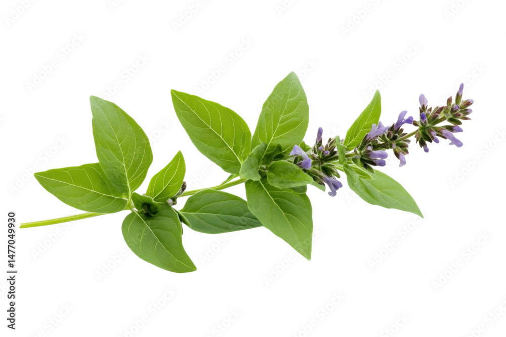 Vibrant Sage Plant with Lush Green Leaves and Purple Blooms . Transparent background PNG Vibrant Sage Plant with Lush Green Leaves and Purple Blooms . Transparent background PNG