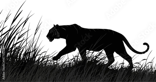 Panther Silhouette Walking Through Tall Grass