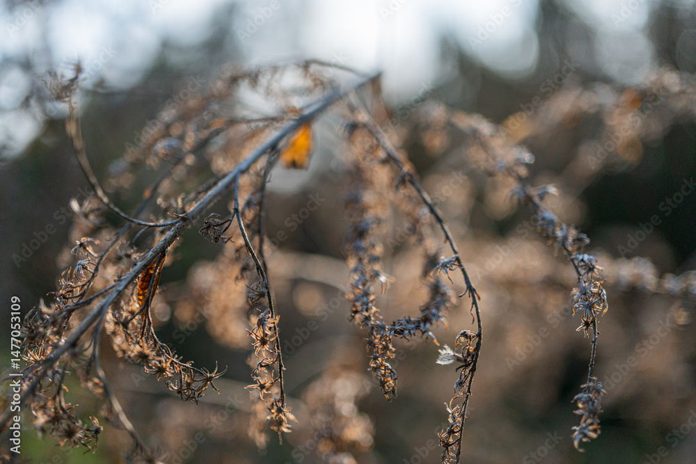 Naklejka premium Image of close-up tree branches with water droplets, suggesting a natural outdoor setting The droplets reflect light, evoking feelings of freshness and vitality