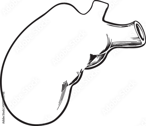 human pancreas on white background