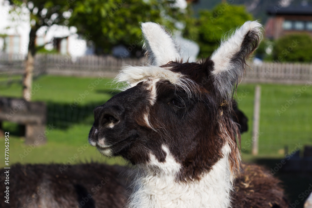 Fototapeta premium Llama grazing peacefully in a sunlit pasture with lush greenery and wooden fencing surround in the countryside