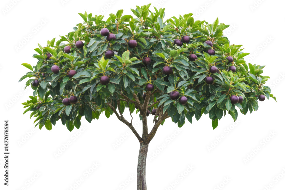 Fototapeta premium Dark Purple Fruit Tree in Lush Garden . Transparent background PNG