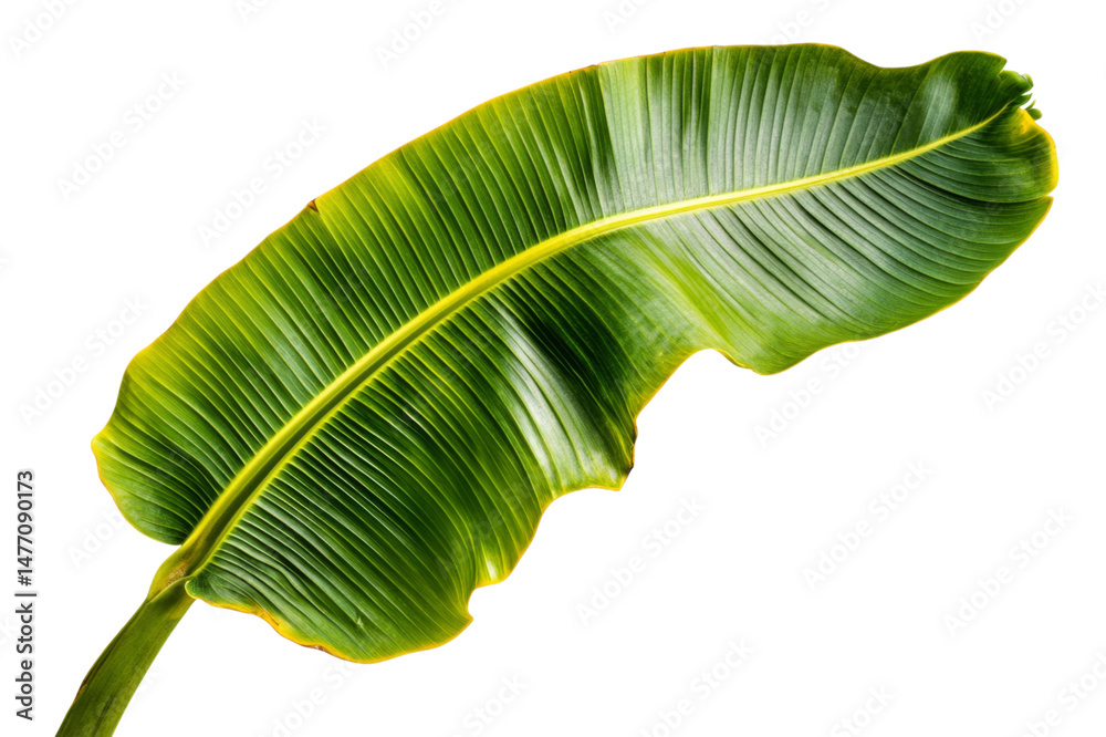 Fototapeta premium Stunning Banana Leaf Detail . Transparent background PNG
