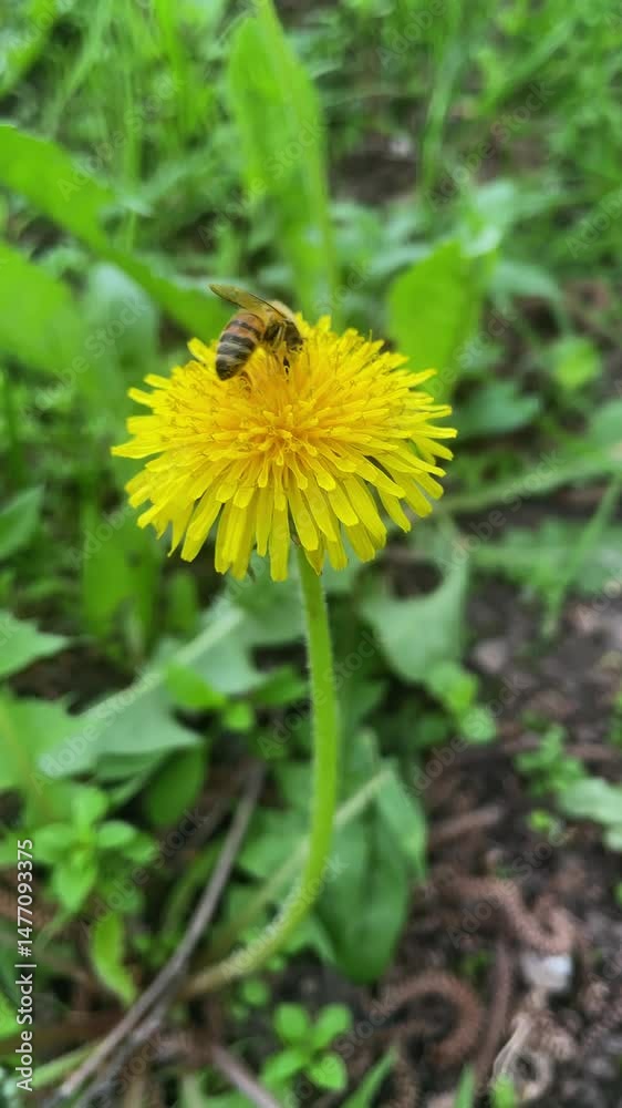 vertical video of wildlife on a spring sunny day. close-up of a bee collecting pollen from a yellow bright dandelion growing in juicy grass. beauty of nature. blooming spring meadows with dandelions. vertical video of wildlife on a spring sunny day. close-up of a bee collecting pollen from a yellow bright dandelion growing in juicy grass. beauty of nature. blooming spring meadows with dandelions.
