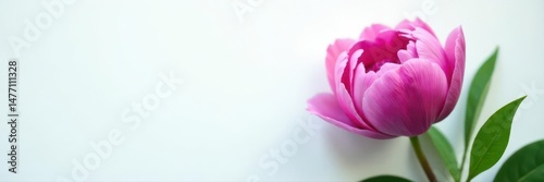 Solitary plum-purple peony bloom, vibrant green foliage, soft illumination, clean white backdrop , texture, color