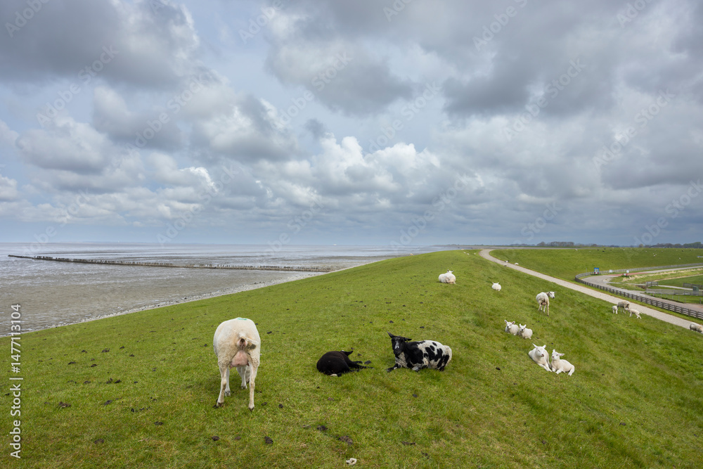 Fototapeta premium Sheep grazing on green dyke in Friesland, Netherlands, under cloudy sky