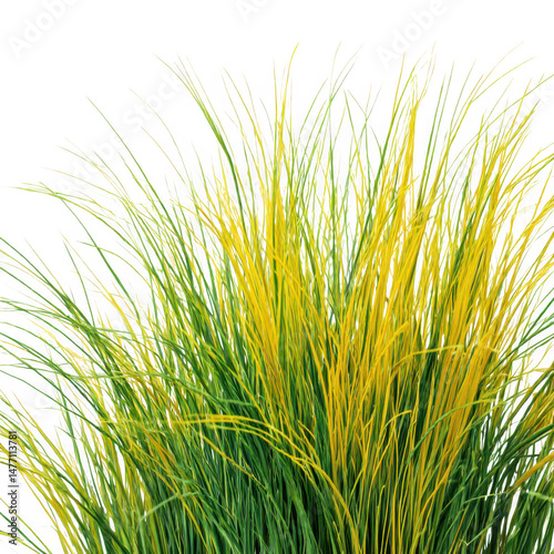 Yellow and green grass tuft isolated on transparent background