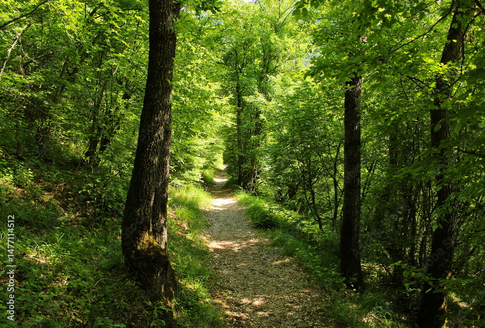 Fototapeta premium Path in the green woods