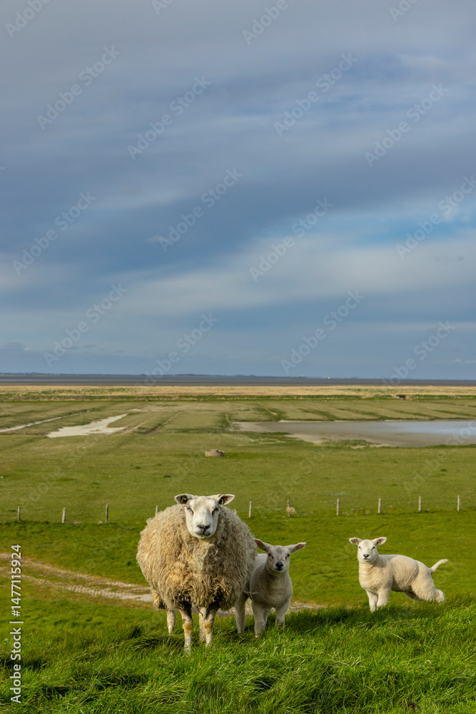 Fototapeta premium Sheep and lambs enjoying green pasture in Friesland, Netherlands