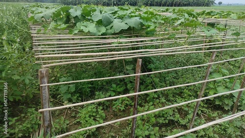 Green Luffa acutangula (Chinese okra), Sponge gourd, or silk squash hanging from a tree on a vegetable farm. Fresh Chinese okra hanging on the garden. ...