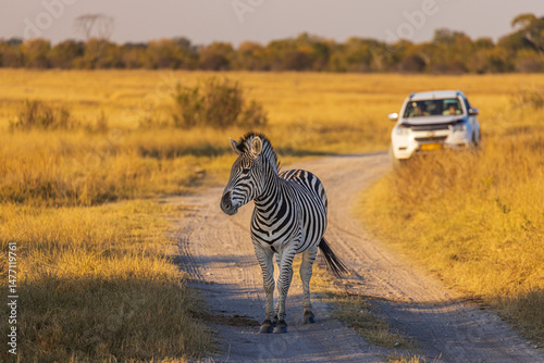 Zebra in Hwange National Park with Tourists Watching