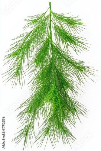 Fresh dill sprig close up studio shot on white background culinary herb ingredient for cooking and flavoring food