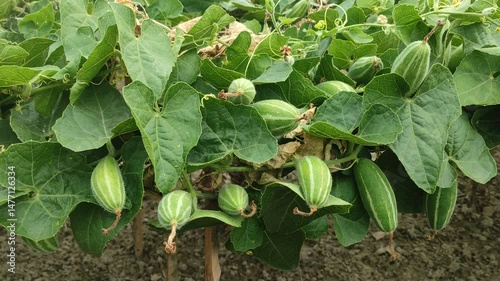 Pointed gourd or Trichosanthes dioica vegetable and plant with leaves in the field