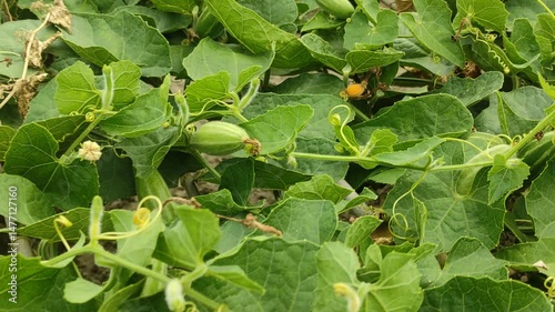 Pointed gourd or Trichosanthes dioica vegetable and plant with leaves in the field