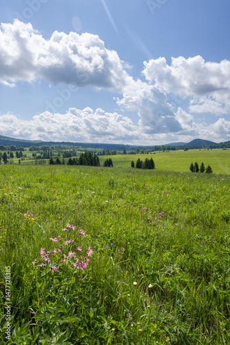 Fototapeta Naklejka Na Ścianę i Meble -  Wildflowers growing in meadow of Bieszczady mountains in Poland