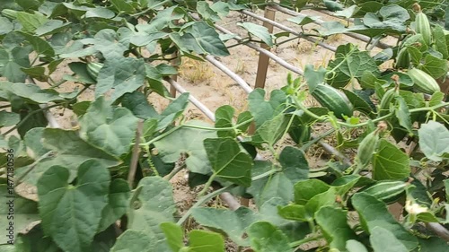 Trichosanthes dioica or Pointed gourd is a vine plant from the Cucurbitaceae familys 