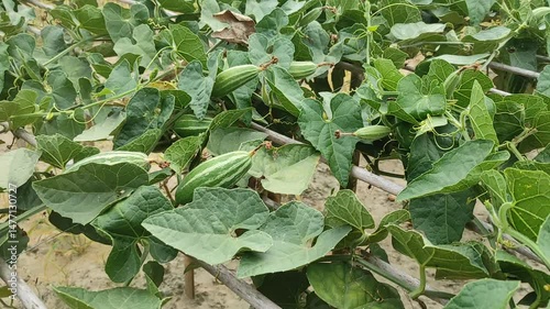 Trichosanthes dioica or Pointed gourd is a vine plant from the Cucurbitaceae familys 
