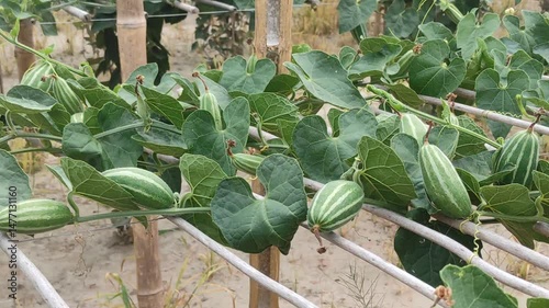 Trichosanthes dioica or Pointed gourd is a vine plant from the Cucurbitaceae familys 