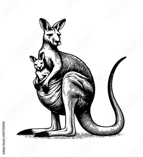Kangaroo with joey in pouch engraving style vector, marsupial animal illustration