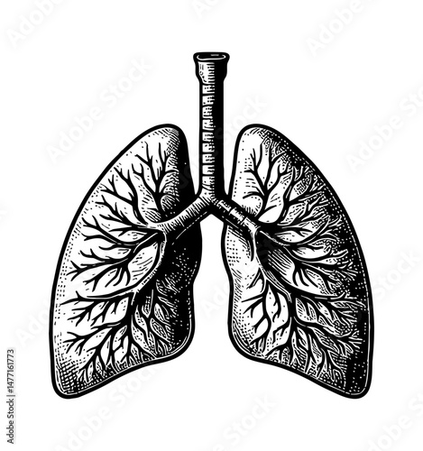 Detailed Black and White Engraving of Lungs Anatomy with Bronchial Tree