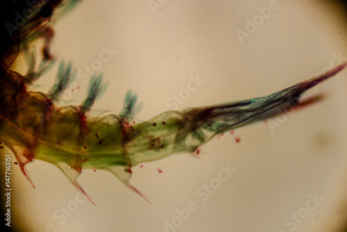 Lobster mysis larval stage stained under compound microscop photo