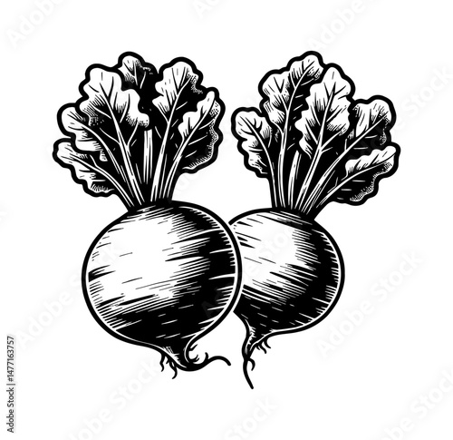 Two beets with leaves illustration in vintage detailed black and white engraved style