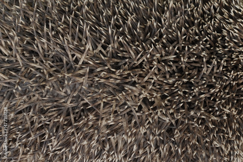 Wallpaper Mural hedgehog animal spines closeup sharp spikes macro background texture Torontodigital.ca