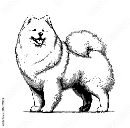 Cute Samoyed Dog Standing and Smiling Happily in Detailed Black and White Engraving