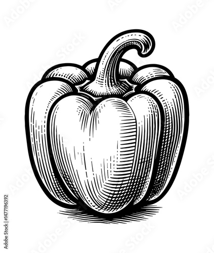 Engraved Black and White Illustration of a Bell Pepper with Detailed Hatching and Bold Outline