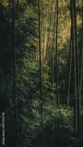 Serene Bamboo Forest with Sunlight Filtering Through