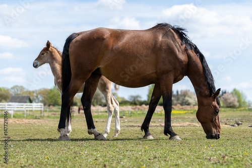Mare Grazing with Her Foal on a Sunny Spring Meadow – Peaceful Moment in Countryside Horse Breeding Scene