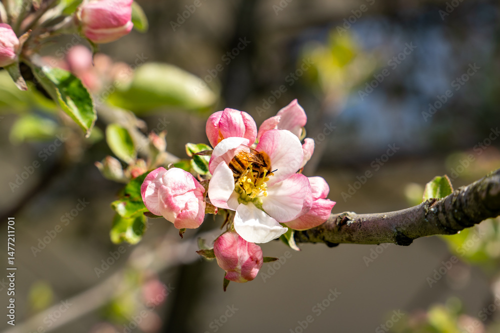 Fototapeta premium Honeybee Pollinating Apple Blossoms in Spring – Close-Up of Bee Gathering Nectar on Flowering Tree Branch