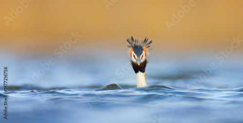 Podiceps cristatus floats on the water and doing pre-wedding dance.