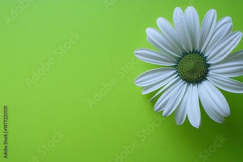 White daisy on light green background