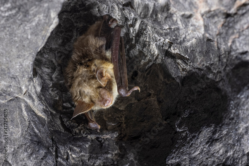Close up strange animal Greater mouse-eared bat Myotis myotis hanging upside down in the hole of the cave and hibernating. Wildlife photography.