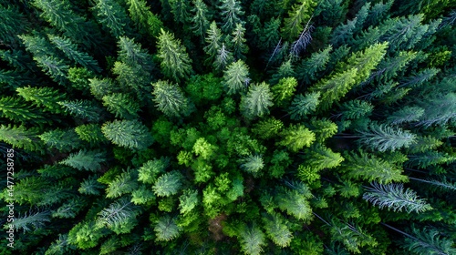 Fototapeta Naklejka Na Ścianę i Meble -  Green forest, bird's eye view of green trees in the forest. Nature of the forest full of green trees. Concept of carbon neutrality and net zero emissions for a sustainable green .