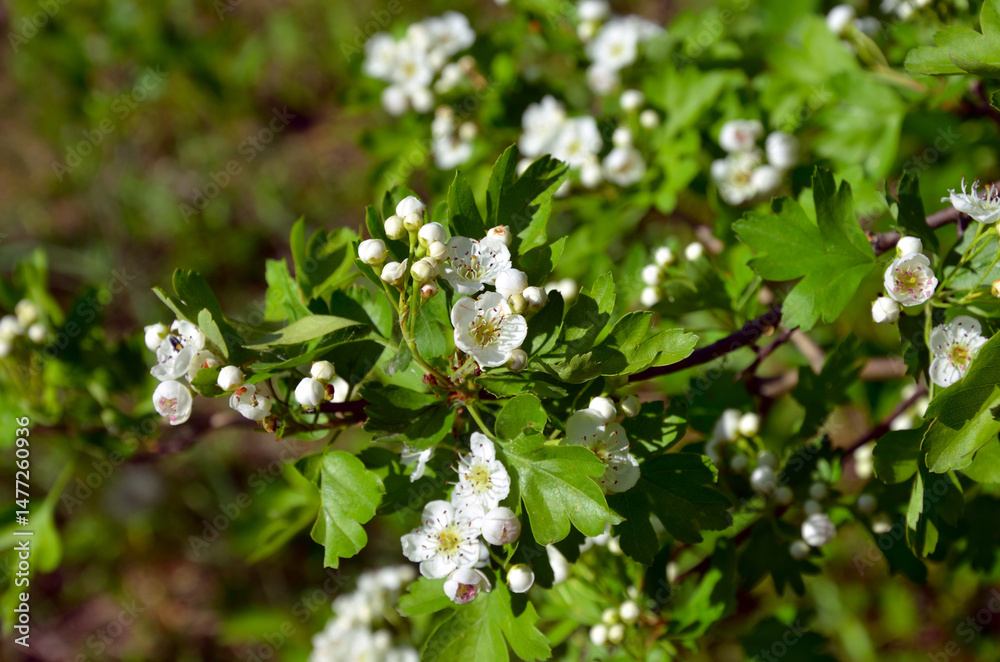 Naklejka premium Hawthorn (Crataegus oxyacantha) bloom close up