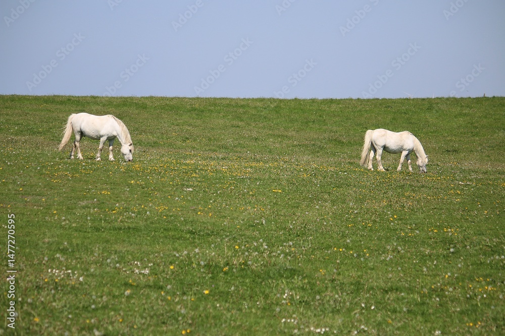 Obraz premium 2 white Icelandic ponies stand on a lush green meadow and graze