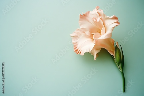 Single peach gladiolus on teal background