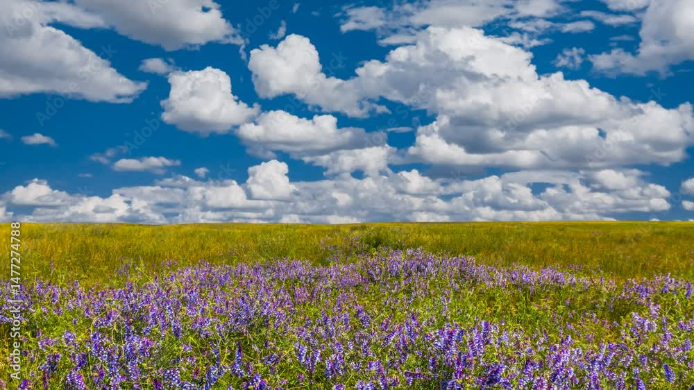 summer prairie covered by a flowers time lapse scene summer prairie covered by a flowers time lapse scene