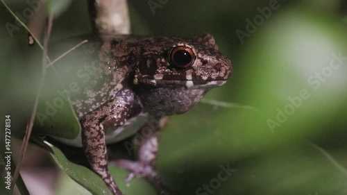 Glandular frog (Hylarana glandulosa) calling at night on the ground in deep forest, Thailand.