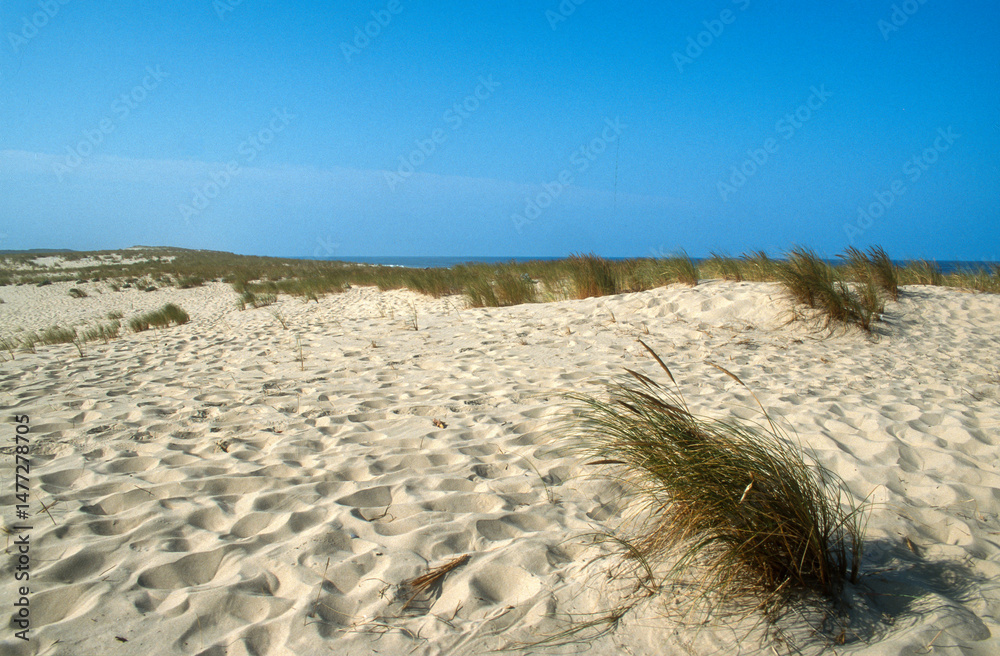 Oyat, ammophila arenarie, Dunes, Atlantique, Gironde, 33, France