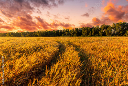 Scenic gold wheat field glistening in evening sun. Harvest landscape with golden sunset glow for agriculture concept. Rural autumn season background. Farm product promotion campaign.