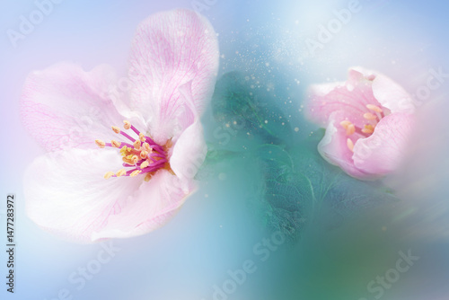 Foto Blooming apple tree flowers dreamy background