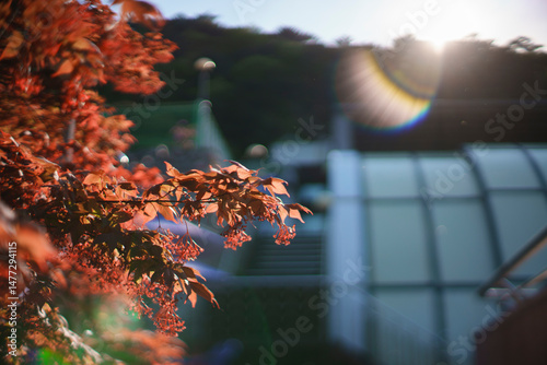 Golden Maple Leaves Under the Autumn Sunlight
