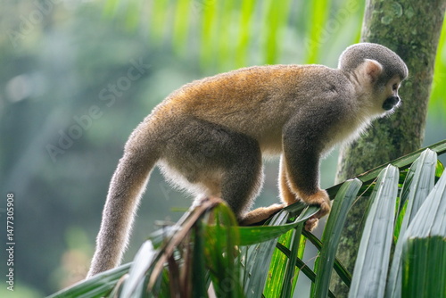 Ecuadorian squirrel monkey (Saimiri cassiquiarensis macrodon) in a tree at an ecolodge in Archidona, Ecuador