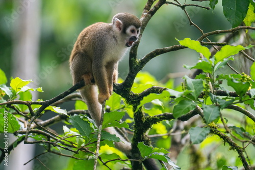 Ecuadorian squirrel monkey (Saimiri cassiquiarensis macrodon) climbing a tree at an ecolodge in Archidona, Ecuador