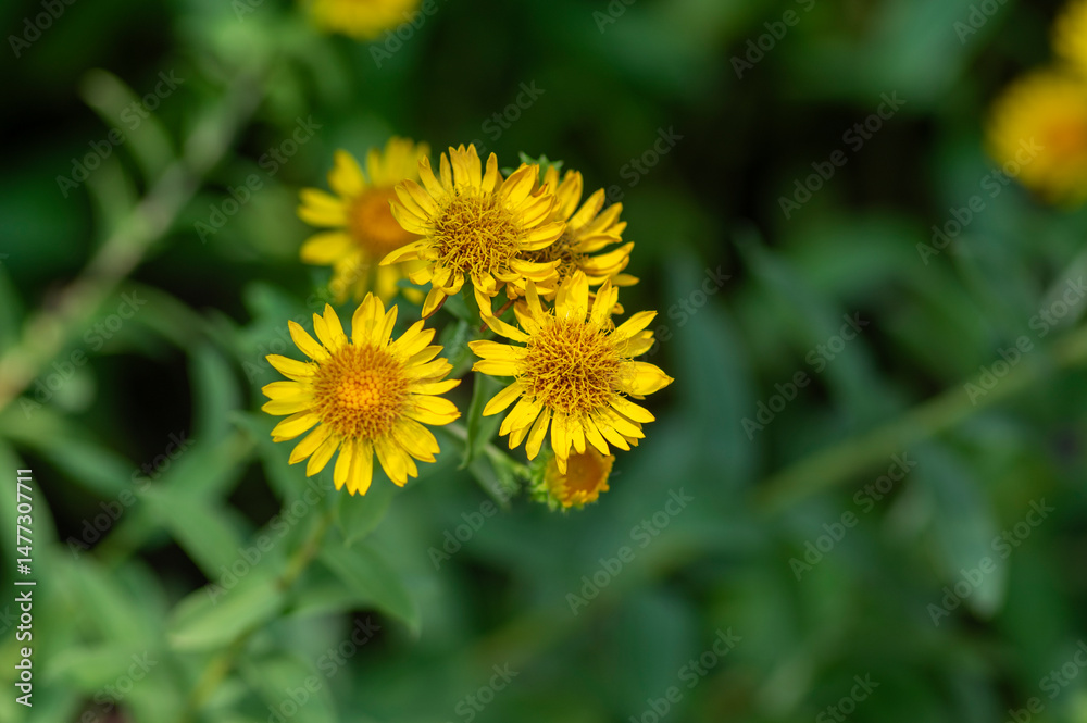 Inula spiraeifolia spirea-leaved fleabane flowers in bloom, beautiful summer autumn yellow flowering ornamental plant